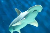 15 requins tués par une erreur d’entretien