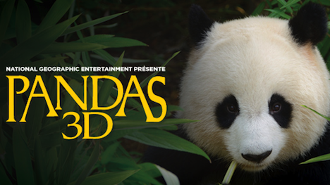 « Pandas 3D : retour à la nature » au cinéma IMAX