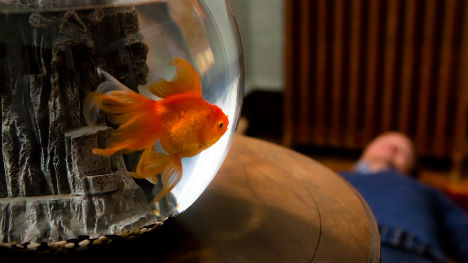 « Goldfish », première réalisation pour le scénariste Michael Konyves