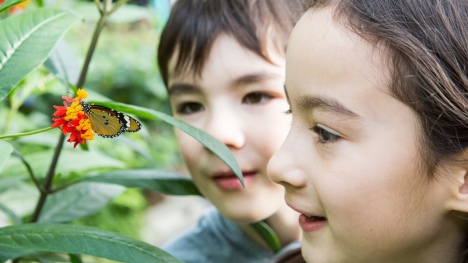 Les Québécois prêts à faire un espace aux papillons dans leur jardin