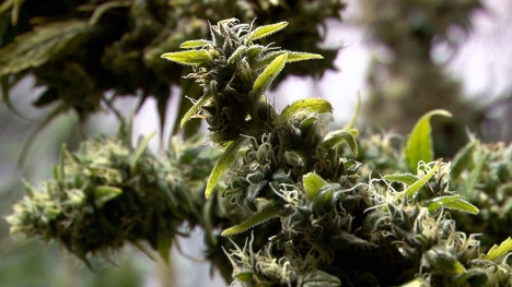 Planète+ diffusera « Cannabis en France, l’incroyable filière des planteurs clandestins »