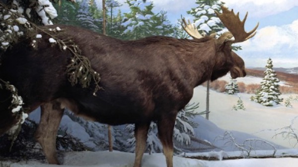 Le Musée canadien de la nature rouvrira le 5 septembre